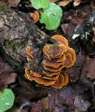 stereum hirsutum